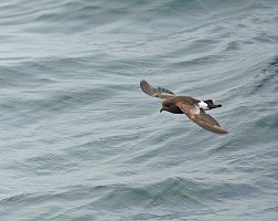 Storm-Petrel, Wilson's, 2006-07081819 Hyannis, MA